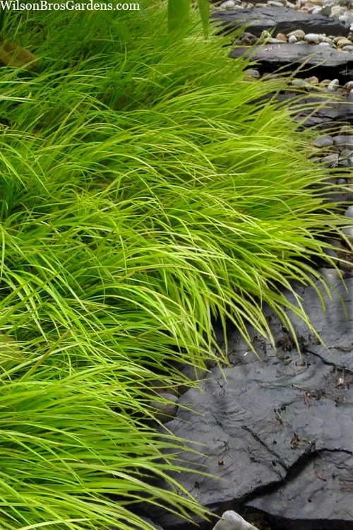 Dwarf Golden Sweet Flag - Acorus Gramineus 'Minimus Aureus' - 18 Count Flat Of Pint Pots 1 Dwarf Golden Sweet Flag - Acorus Gramineus 'Minimus Aureus' - 18 Count Flat Of Pint Pots