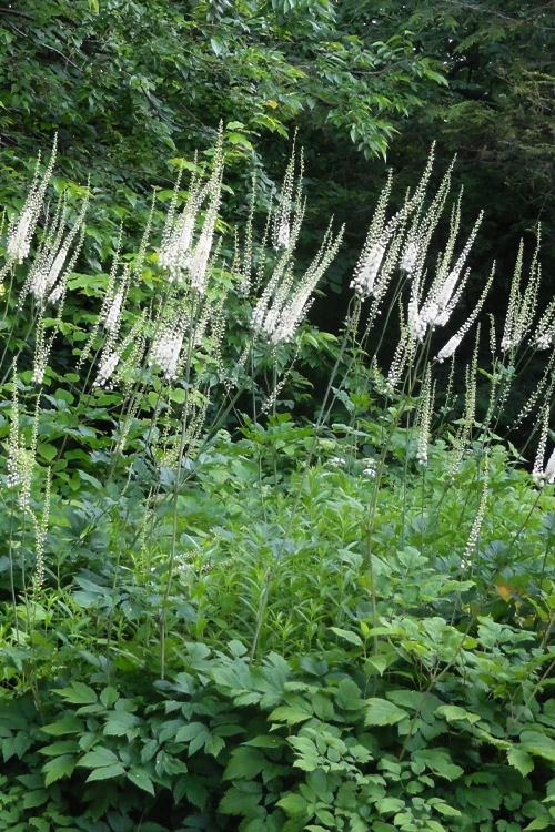 Black Cohosh (Actaea Racemosa) - 1 Gallon Pot 5 Black Cohosh (Actaea Racemosa) - 1 Gallon Pot - Image 5