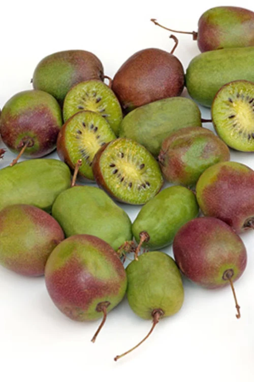 Prolific Self-Fertile Kiwi Vine - 7 Gallon Pot 1 Prolific Self-Fertile Kiwi Vine - 7 Gallon Pot