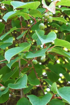 Prolific Self-Fertile Kiwi Vine - 3 Gallon Pot -Wilson Bros Gardens actinidia arguta prolific kiwi vine 11 1