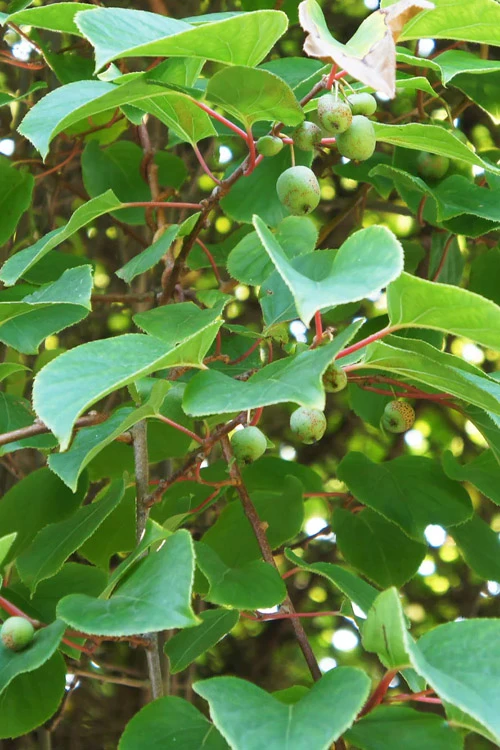 Prolific Self-Fertile Kiwi Vine - 7 Gallon Pot 5 Prolific Self-Fertile Kiwi Vine - 7 Gallon Pot - Image 5