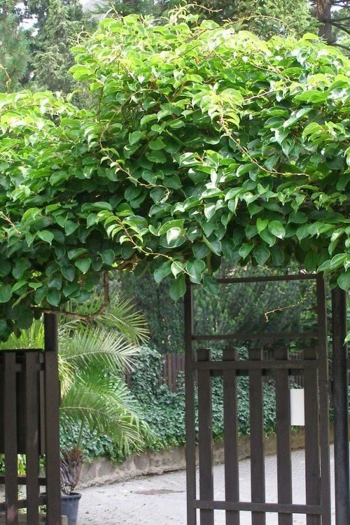 Prolific Self-Fertile Kiwi Vine - 7 Gallon Pot 4 Prolific Self-Fertile Kiwi Vine - 7 Gallon Pot - Image 4