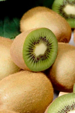 Jenny Self-Fertile Kiwi Vine - Quart Pot -Wilson Bros Gardens actinidia deliciosa jenny self fertile kiwi vine 1 1