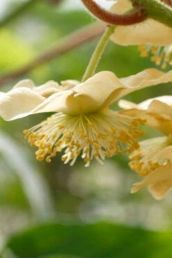 Jenny Self-Fertile Kiwi Vine - Quart Pot -Wilson Bros Gardens actinidia deliciosa jenny self fertile kiwi vine 4 2