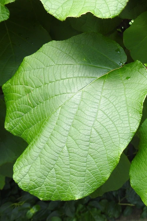 Jenny Fuzzy Kiwi Vine (Self Fertile) - 1 Gallon Pot 7 Jenny Fuzzy Kiwi Vine (Self Fertile) - 1 Gallon Pot - Image 7