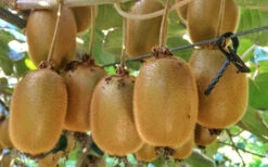 Jenny Self-Fertile Kiwi Vine - Quart Pot -Wilson Bros Gardens actinidia deliciosa jenny self fertile kiwi vine 6 2