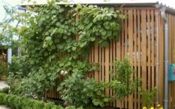 Jenny Self-Fertile Kiwi Vine - Quart Pot -Wilson Bros Gardens actinidia deliciosa jenny self fertile kiwi vine 7 3