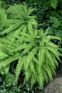 Northern Maidenhair Fern (Adiantum Pedatum) - 1 Gallon Pot