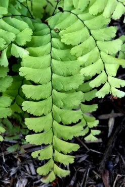 Northern Maidenhair Fern (Adiantum Pedatum) - 1 Gallon Pot -Wilson Bros Gardens adiantum pedatum northern maidenhair fern 2