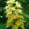 Ohio Buckeye (Aesculus Glabra) - 3 Gallon Pot