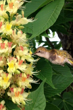 Ohio Buckeye (Aesculus Glabra) - 3 Gallon Pot -Wilson Bros Gardens aesculus glabra ohio buckeye 6