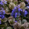 Bronze Beauty Ajuga (Bugleweed) - 5 Pack Of 4" Pint Pots