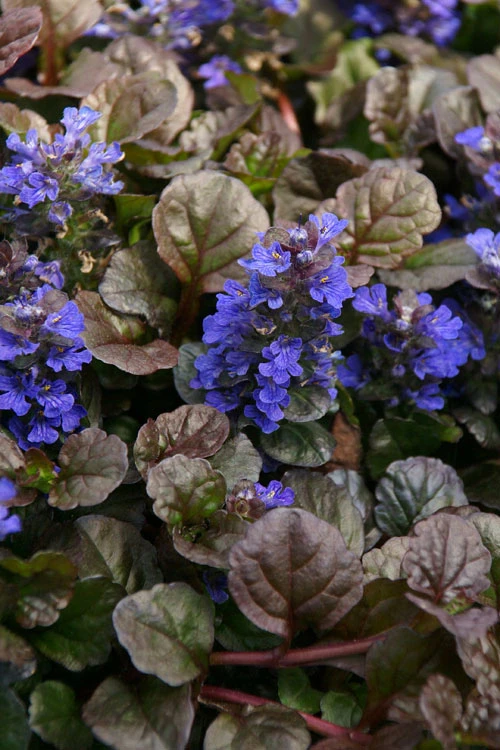 Bronze Beauty Ajuga (Bugleweed) - 36 Pack Of 3.5" Pint Pots 4 Bronze Beauty Ajuga (Bugleweed) - 36 Pack Of 3.5" Pint Pots - Image 4