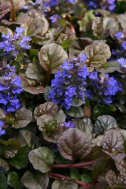Bronze Beauty Ajuga - Bugleweed - 1 Gallon Pot
