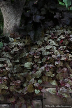 Bronze Beauty Ajuga - Bugleweed - 1 Gallon Pot -Wilson Bros Gardens ajuga bronze beauty 30 3