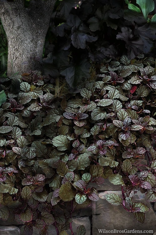 Bronze Beauty Ajuga - Bugleweed - 18 Count Flats Of Pint Pots 5 Bronze Beauty Ajuga - Bugleweed - 18 Count Flats Of Pint Pots - Image 5