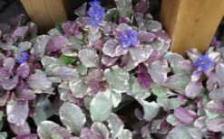 Burgundy Glow Ajuga (Bugleweed) - 6-Pack Of Pint Pots -Wilson Bros Gardens ajuga burgundy glow 2