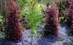 Chocolate Chip Ajuga (Bugleweed) - 5 Pack Of 4" Pint Pots -Wilson Bros Gardens ajuga chocolate chip 4
