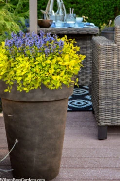 Cordial Canary Ajuga (Bugleweed) - 5 Pack Of Quart Pots -Wilson Bros Gardens ajuga cordial canary 103