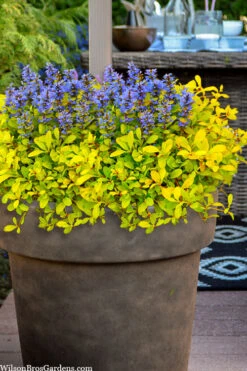 Cordial Canary Ajuga (Bugleweed) - 5 Pack Of Quart Pots -Wilson Bros Gardens ajuga cordial canary 106