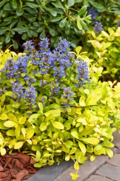 Cordial Canary Ajuga (Bugleweed) -18 Pack Of Pint Pots