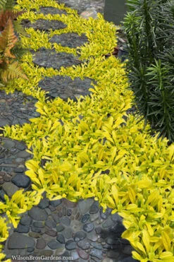 Cordial Canary Ajuga (Bugleweed) -18 Pack Of Pint Pots -Wilson Bros Gardens ajuga cordial canary 4 1