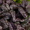 Fierce Falcon Ajuga (Bugleweed) - 5 Pack Of Quart Pots