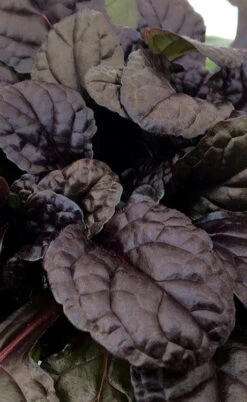 Fierce Falcon Ajuga (Bugleweed) - 5 Pack Of Quart Pots 8 Fierce Falcon Ajuga (Bugleweed) - 5 Pack Of Quart Pots -Wilson Bros Gardens ajuga fierce falcon 3 1