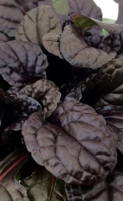 Fierce Falcon Ajuga (Bugleweed) - 5 Pack Of Quart Pots 8 Fierce Falcon Ajuga (Bugleweed) - 5 Pack Of Quart Pots -Wilson Bros Gardens ajuga fierce falcon 3