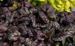 Fierce Falcon Ajuga (Bugleweed) - 5 Pack Of Quart Pots 9 Fierce Falcon Ajuga (Bugleweed) - 5 Pack Of Quart Pots -Wilson Bros Gardens ajuga fierce falcon 4 1