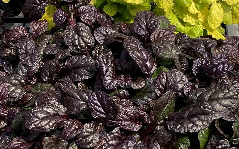 Fierce Falcon Ajuga (Bugleweed) - 5 Pack Of Quart Pots 5 Fierce Falcon Ajuga (Bugleweed) - 5 Pack Of Quart Pots - Image 5
