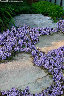 Metallica Crispa Ajuga (Bugleweed) - 6 Pack Of Pint Pots -Wilson Bros Gardens ajuga pyramidalis metallica crispa bugleweed 11