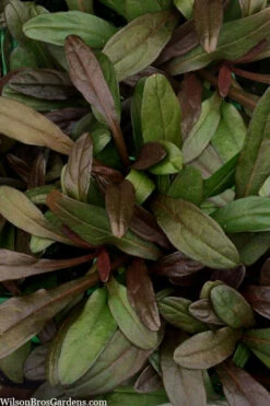 Chocolate Chip Ajuga (Bugleweed) - 5 Pack Of 4" Pint Pots -Wilson Bros Gardens ajuga reptans chocolate chip bugleweed 100