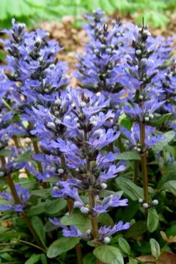 Chocolate Chip Ajuga (Bugleweed) - 5 Pack Of 4" Pint Pots -Wilson Bros Gardens ajuga reptans chocolate chip bugleweed 101
