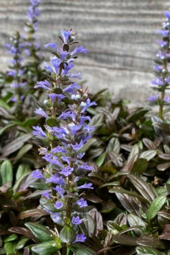 Chocolate Chip Ajuga (Bugleweed) - 5 Pack Of 4" Pint Pots -Wilson Bros Gardens ajuga reptans chocolate chip bugleweed 20