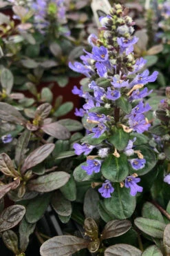 Chocolate Chip Ajuga (Bugleweed) - 5 Pack Of 4" Pint Pots -Wilson Bros Gardens ajuga reptans chocolate chip bugleweed 21