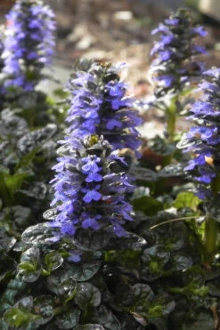 Metallica Crispa Ajuga (Bugleweed) - 6 Pack Of Pint Pots -Wilson Bros Gardens ajuga reptans metallica crispa bugleweed 1