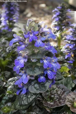 Metallica Crispa Ajuga (Bugleweed) - 6 Pack Of Pint Pots -Wilson Bros Gardens ajuga reptans metallica crispa bugleweed 3