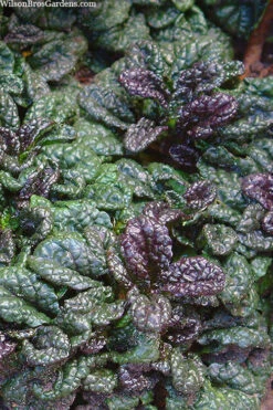 Metallica Crispa Ajuga (Bugleweed) - 6 Pack Of Pint Pots