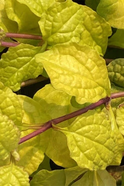 Tropical Toucan Ajuga (Bugleweed) - 5 Pack Of Quart Pots -Wilson Bros Gardens ajuga tropical toucan 1