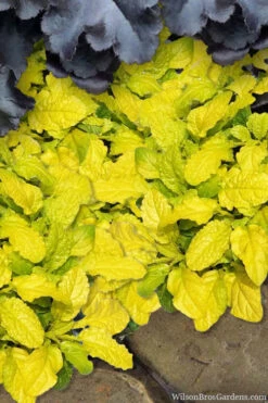 Tropical Toucan Ajuga (Bugleweed) - 5 Pack Of Quart Pots -Wilson Bros Gardens ajuga tropical toucan 2