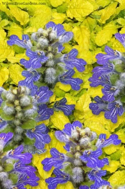 Tropical Toucan Ajuga (Bugleweed) - 5 Pack Of Quart Pots