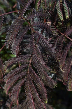 Chocolate Fountain Weeping Mimosa Tree - 7 Gallon Pot (4-5') 11 Chocolate Fountain Weeping Mimosa Tree - 7 Gallon Pot (4-5') -Wilson Bros Gardens albizia julibrissin chocolate fountains weeping mimosa tree 1