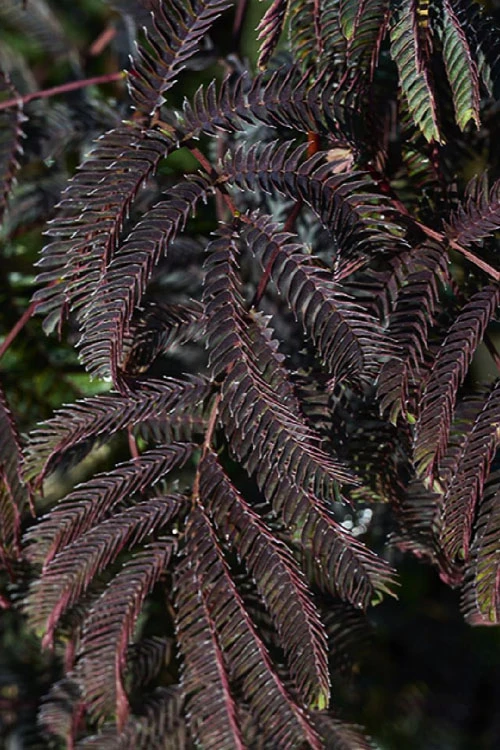 Chocolate Fountain Weeping Mimosa Tree - 7 Gallon Pot (4-5') 5 Chocolate Fountain Weeping Mimosa Tree - 7 Gallon Pot (4-5') - Image 5