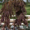 Chocolate Fountain Weeping Mimosa Tree - 7 Gallon Pot (4-5')