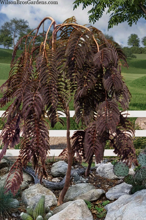 Chocolate Fountain Weeping Mimosa Tree - 7 Gallon Pot (4-5') 1 Chocolate Fountain Weeping Mimosa Tree - 7 Gallon Pot (4-5')