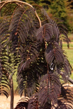 Chocolate Fountain Weeping Mimosa Tree - 7 Gallon Pot (4-5') 13 Chocolate Fountain Weeping Mimosa Tree - 7 Gallon Pot (4-5') -Wilson Bros Gardens albizia julibrissin chocolate fountains weeping mimosa tree 2