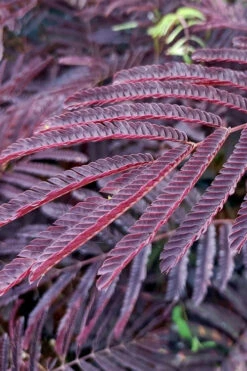 Evey's Pride Mimosa Tree - 7 Gallon Pot -Wilson Bros Gardens albizia julibrissin eveys pride mimosa tree 1
