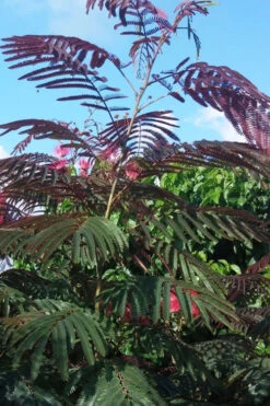 Evey's Pride Mimosa Tree - 7 Gallon Pot -Wilson Bros Gardens albizia julibrissin eveys pride mimosa tree 2
