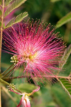 Evey's Pride Mimosa Tree - 7 Gallon Pot -Wilson Bros Gardens albizia julibrissin eveys pride mimosa tree 3